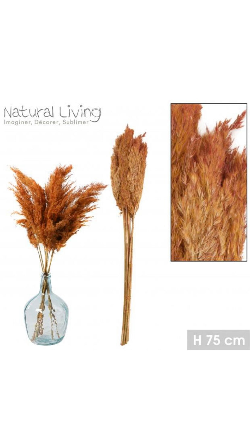 Pampas Secas “Tierra” - 10 unidades - 75cm