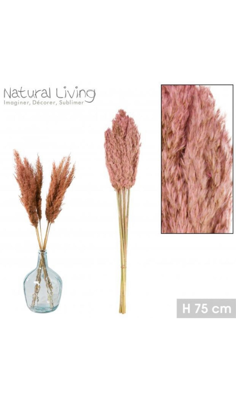 Pampas Secas “Rosa” - 10 unidades - 75cm