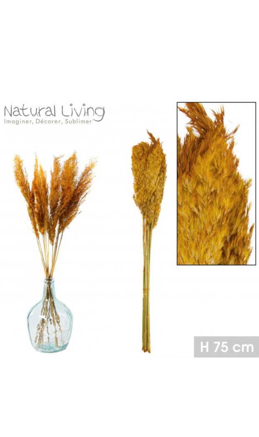 Pampas Secas “Naranja” - 10 unidades - 75cm