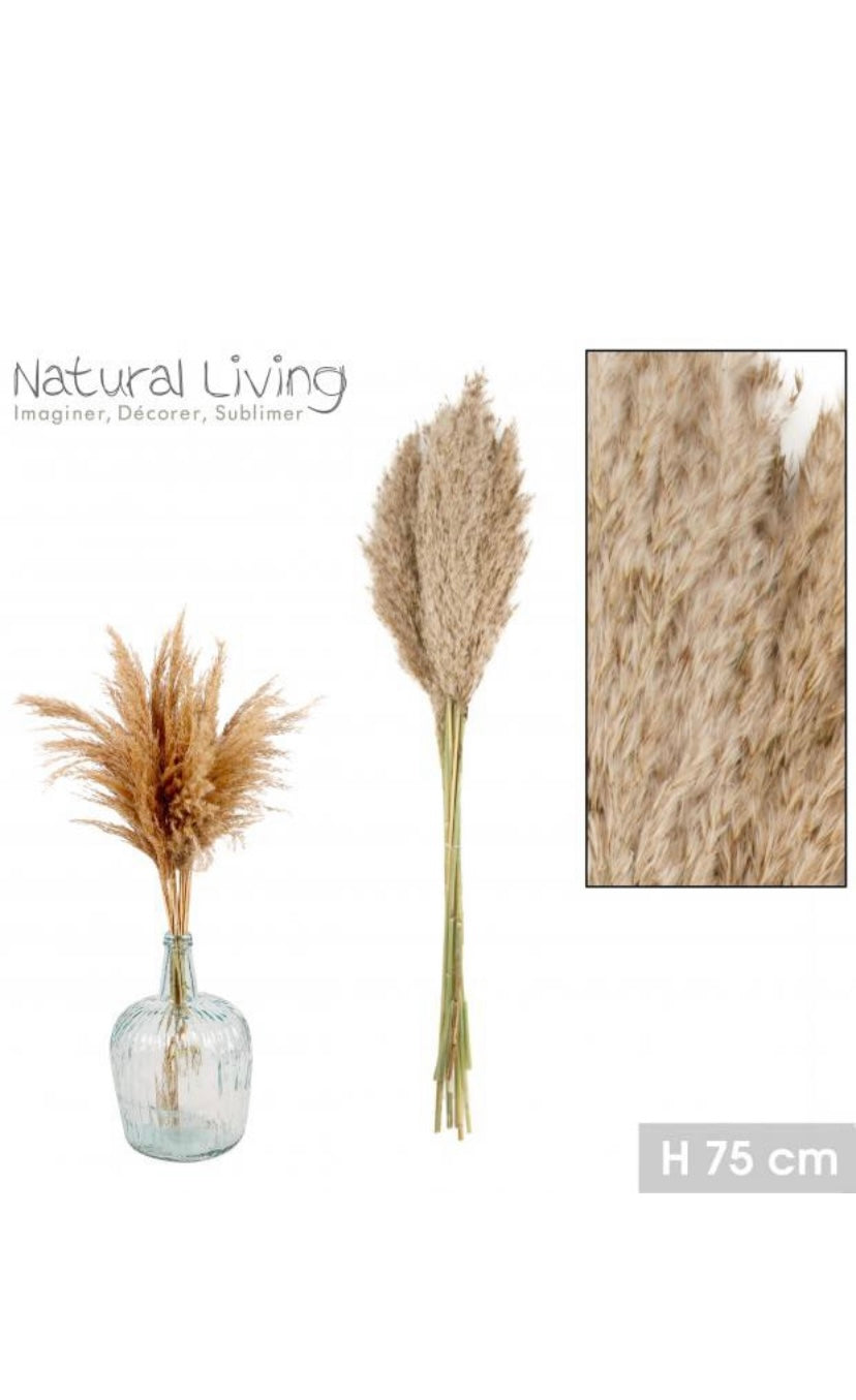 Pampas Secas “Beige” - 10 unidades - 75cm