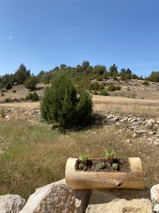 Macetero Rústico Tronco de Madera - “Kalar”