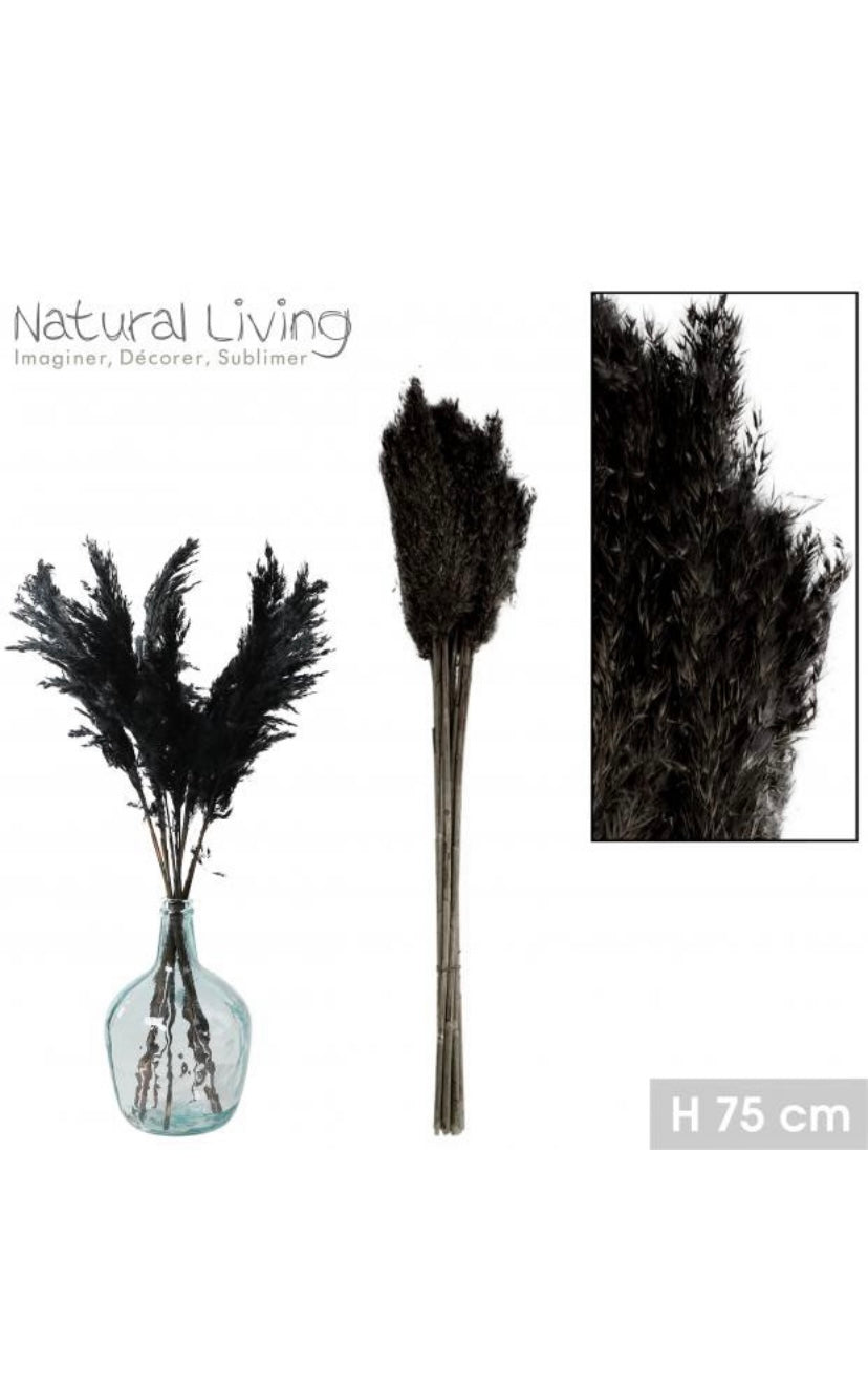 Pampas Secas “Negras” - 10 unidades - 75cm